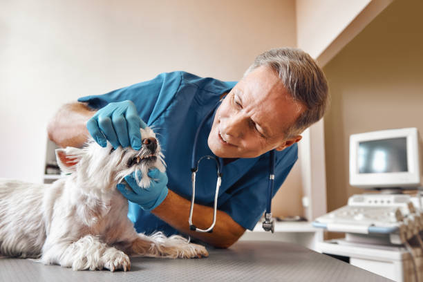Best Dental Abscess Treatment in Rouses Point, NY